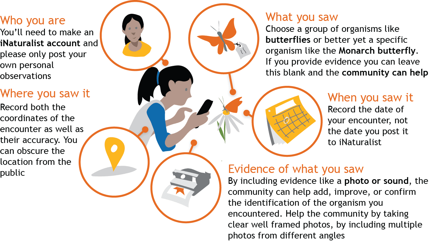 What to record when you make an observation by iNaturalist