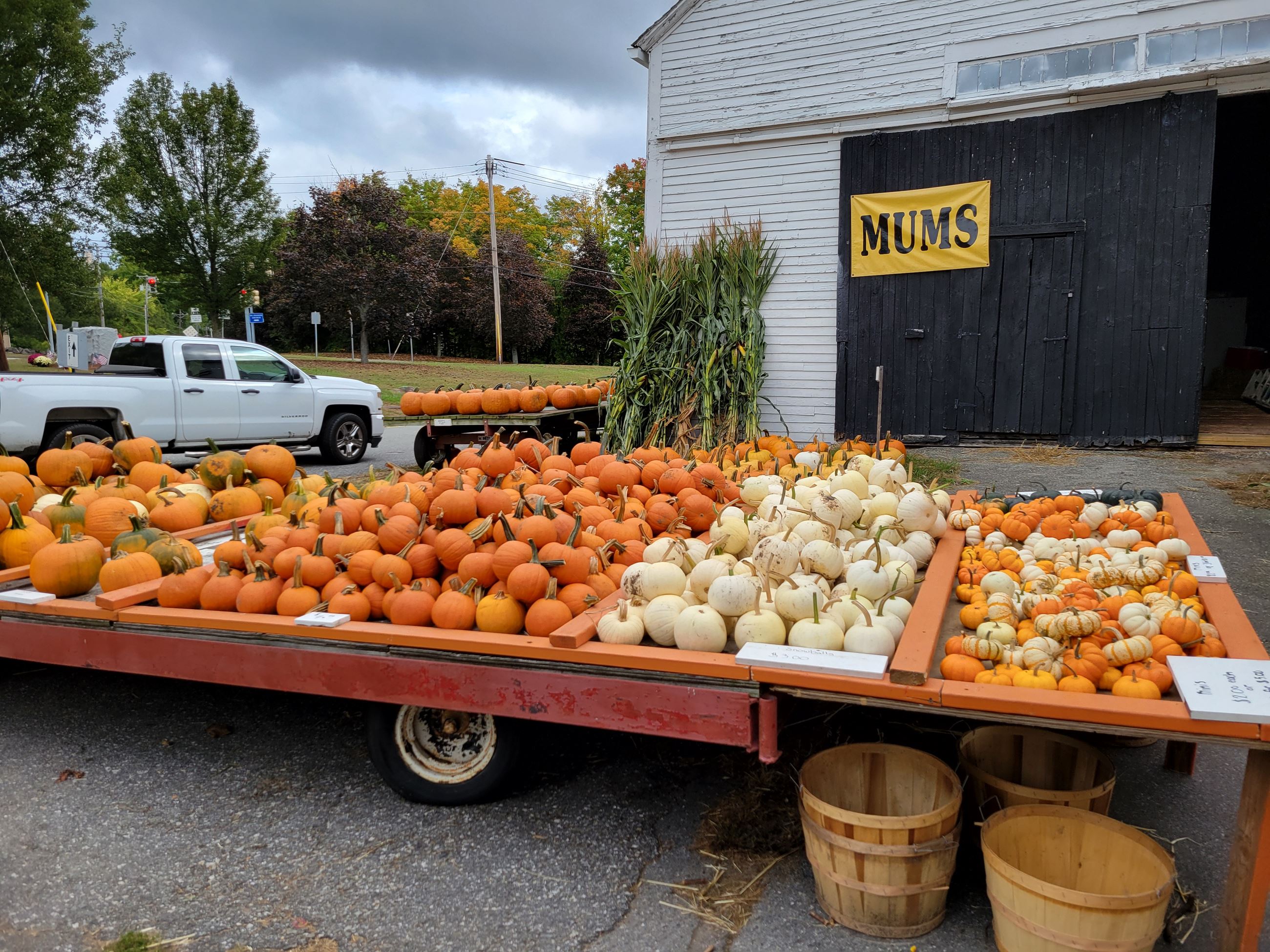 You can get pumpkins of all sizes, including these small gourds, at Ogonowski Farm.